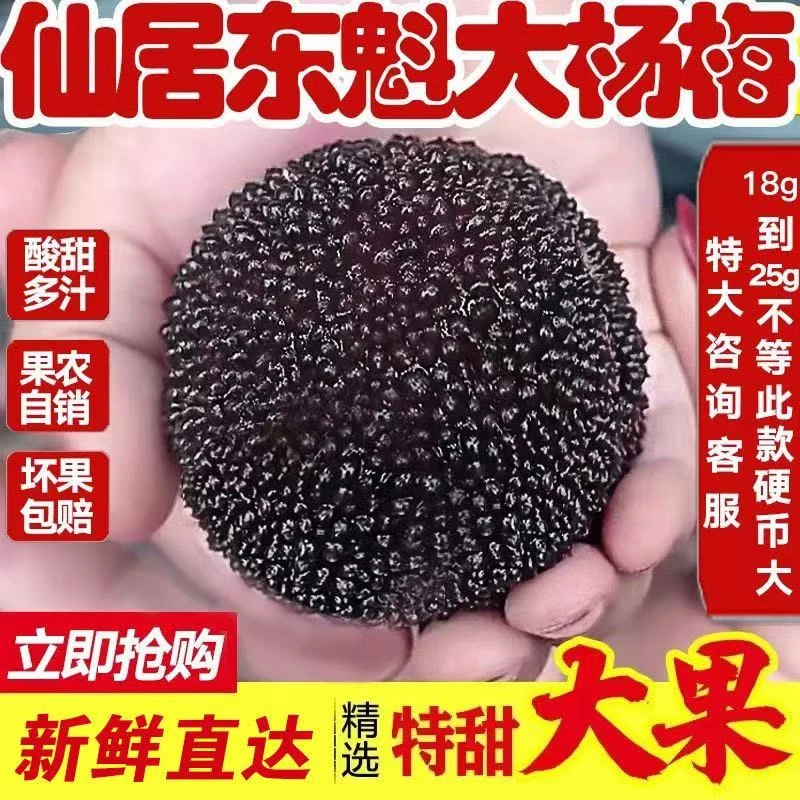 【高山大东魁】特大果仙居杨梅正宗水果当季新鲜现摘超甜优质饱满冷