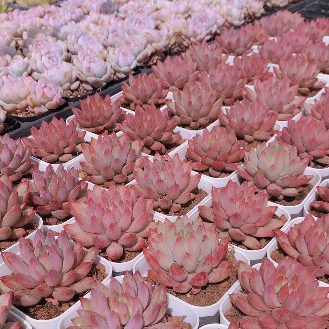 红体虞美人45558474588888887