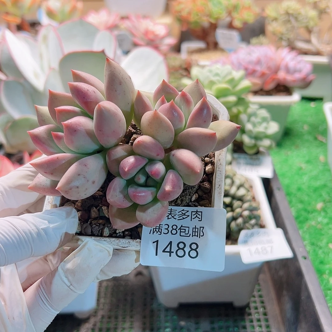 多肉一物＿拍植物1488