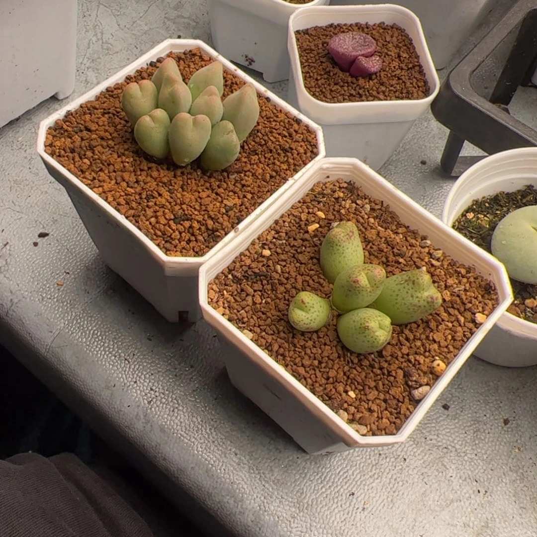 戴*呆2.19两盆多肉植物562