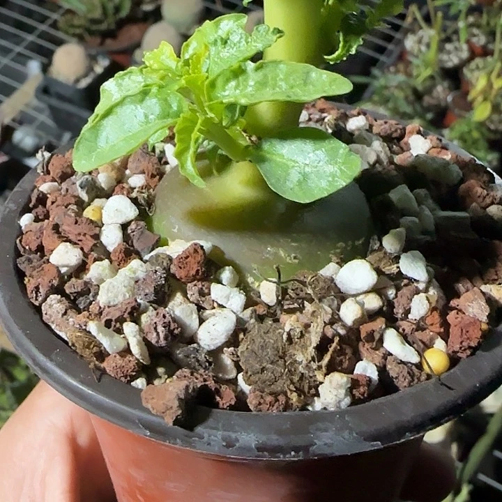 多肉植物多肉植物