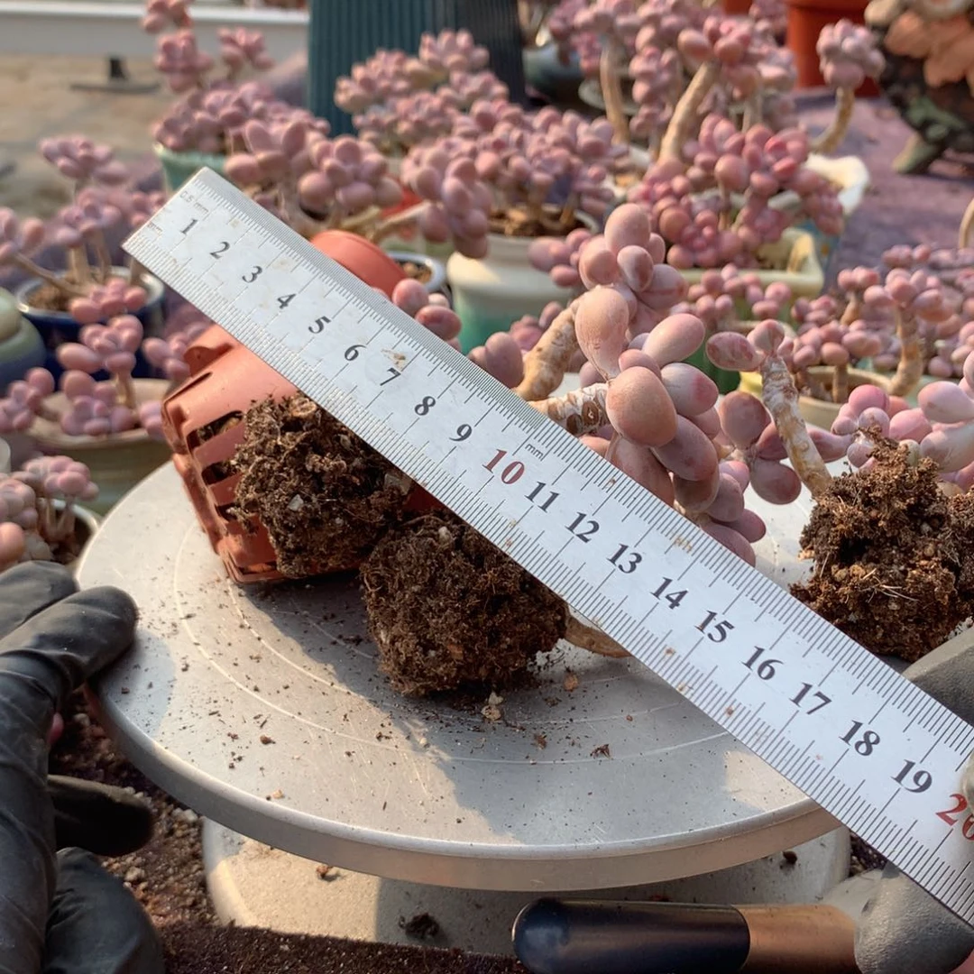 4颗不带盆偏远地区不包邮的