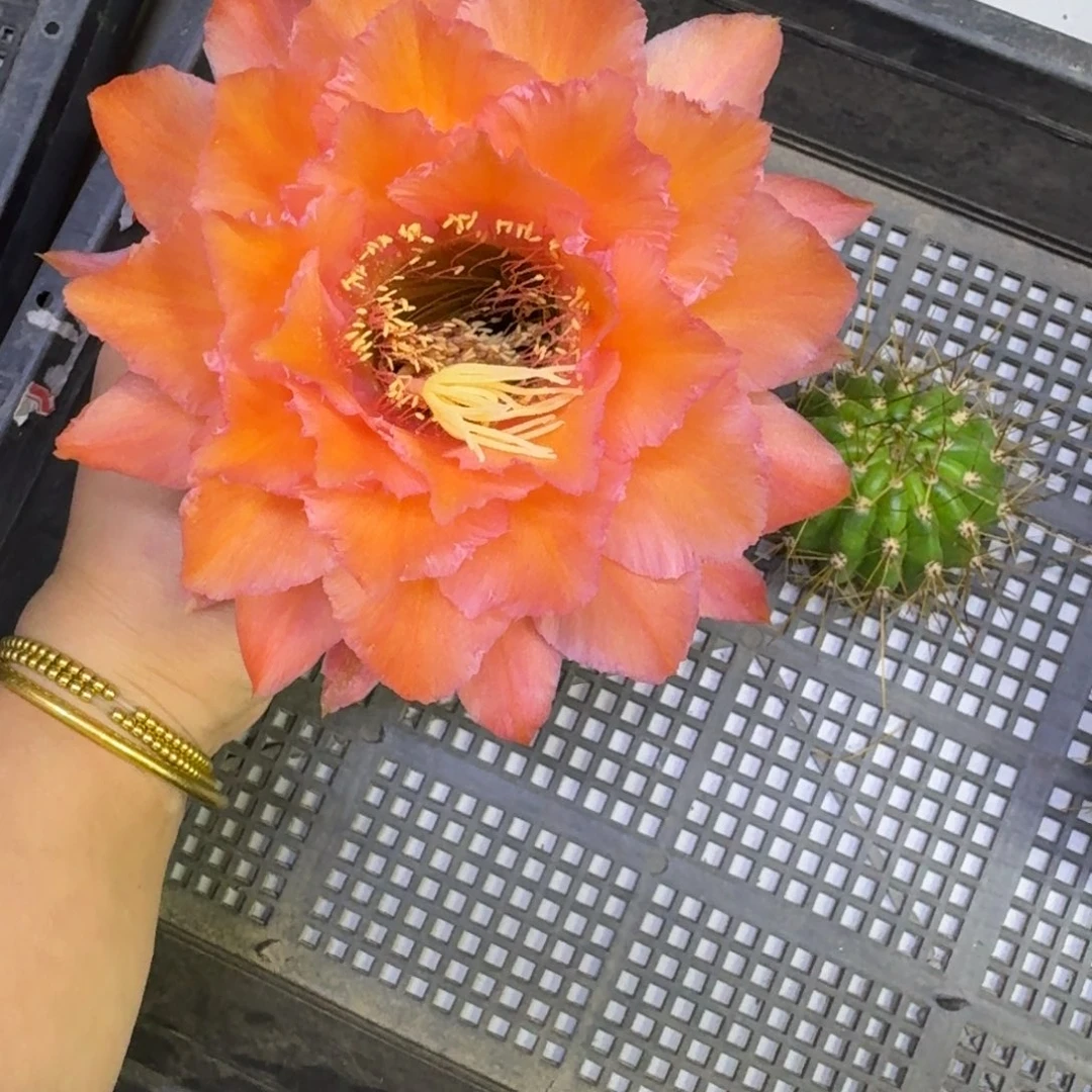 258毛花柱毛29歪无根侧牙5公分左右，20包邮