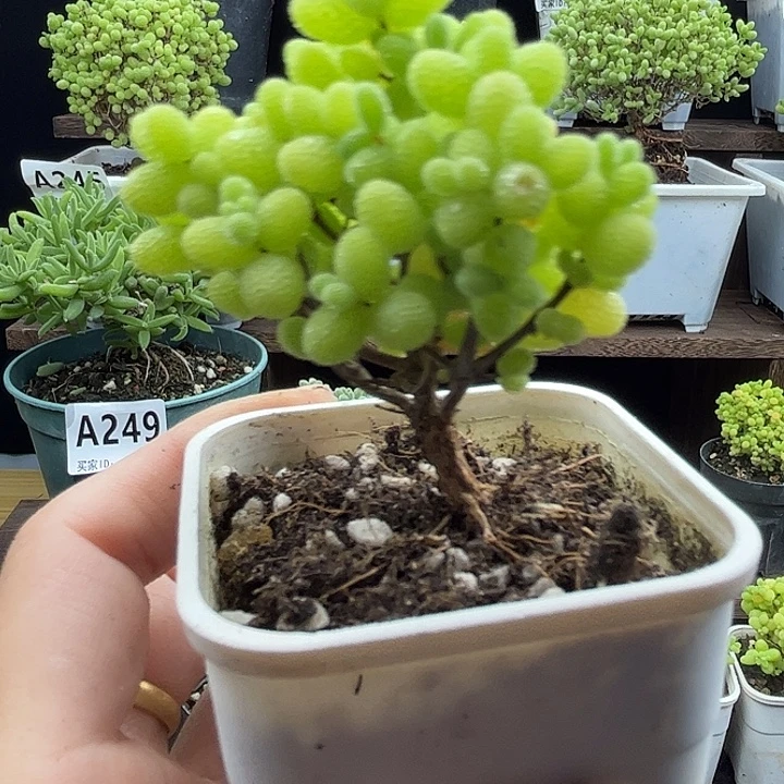 长***死金桔优选枝干番杏