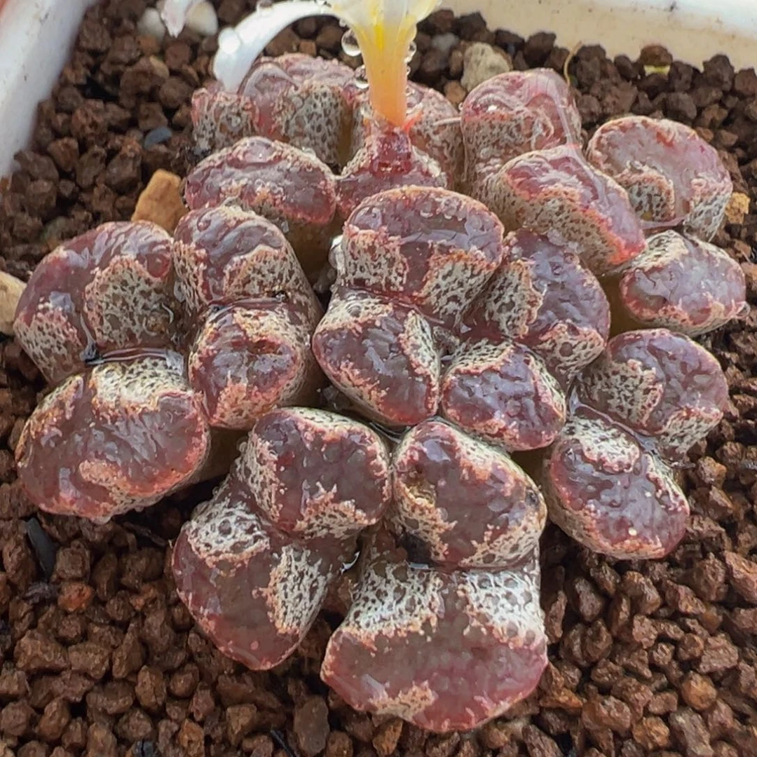 11头紫超蝶群多肉植物