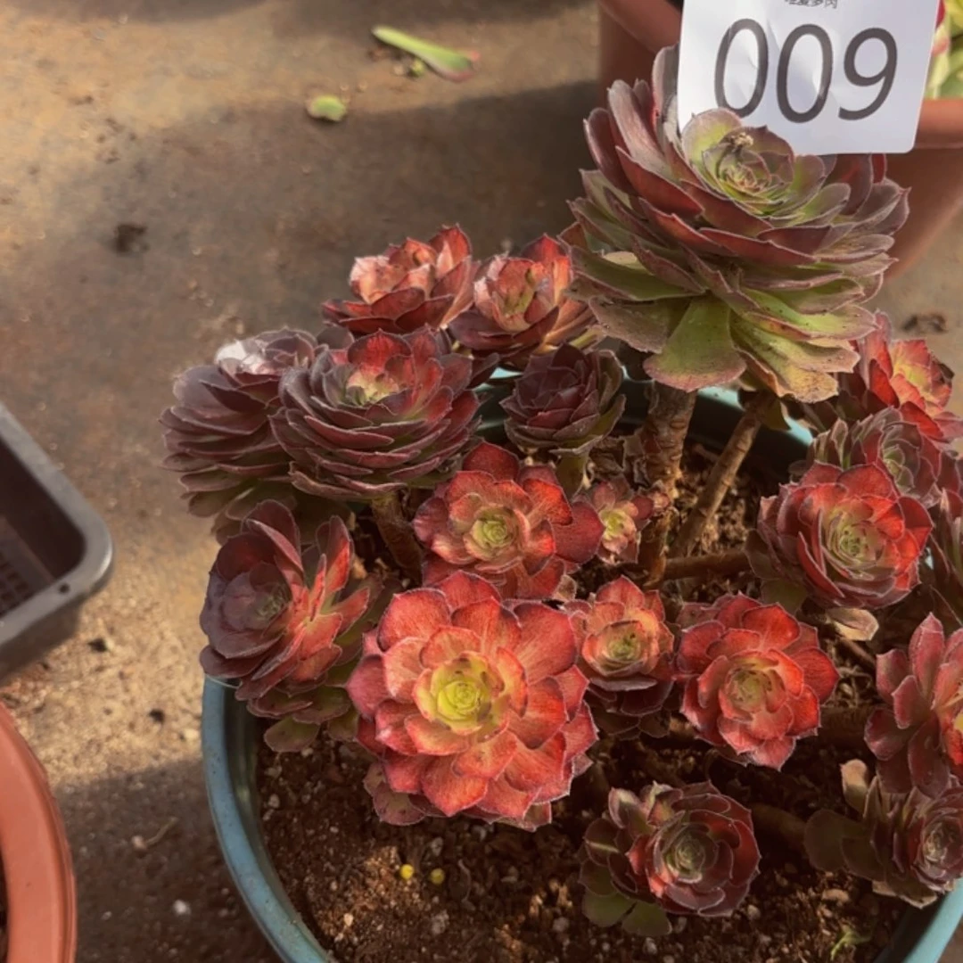 哈哈多肉葡萄福利009