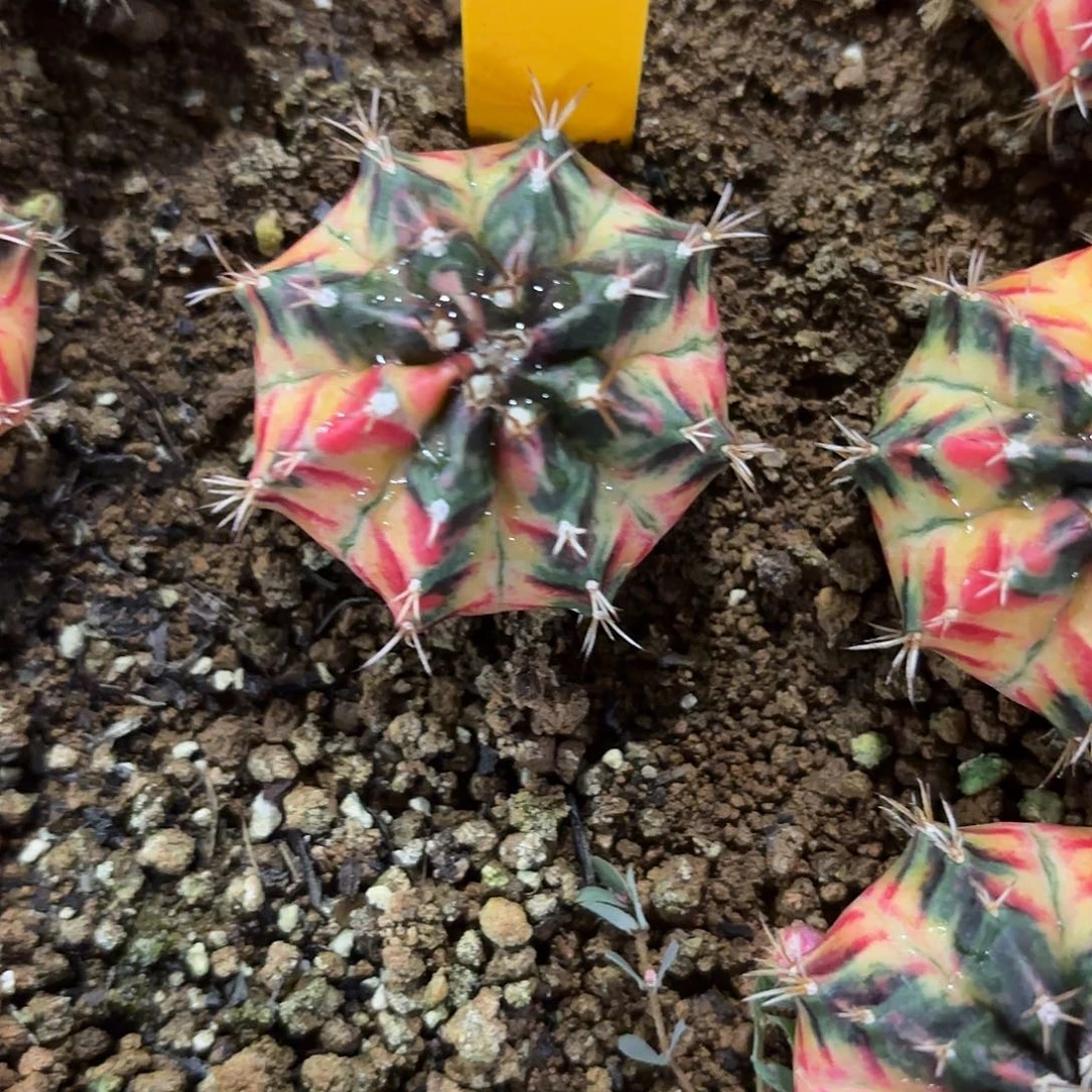 235-1103泰国发货多肉