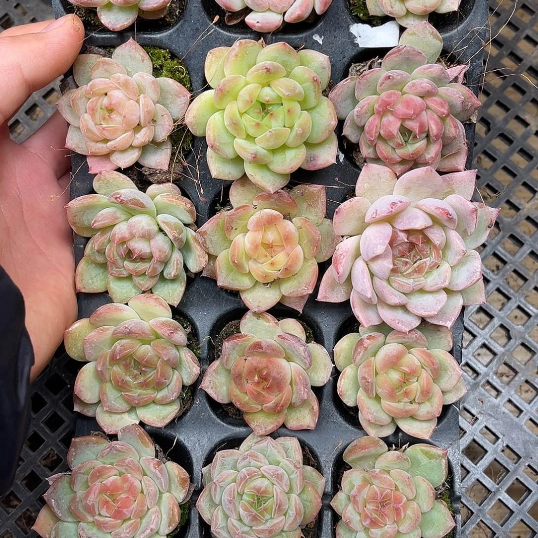 多肉一物一拍11-96