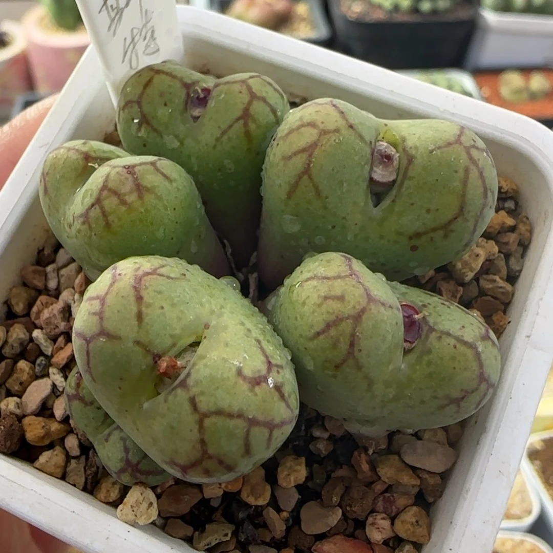 2.4号多肉猴脸群38号