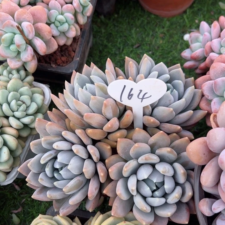 164胖美人群平平安安健健康康