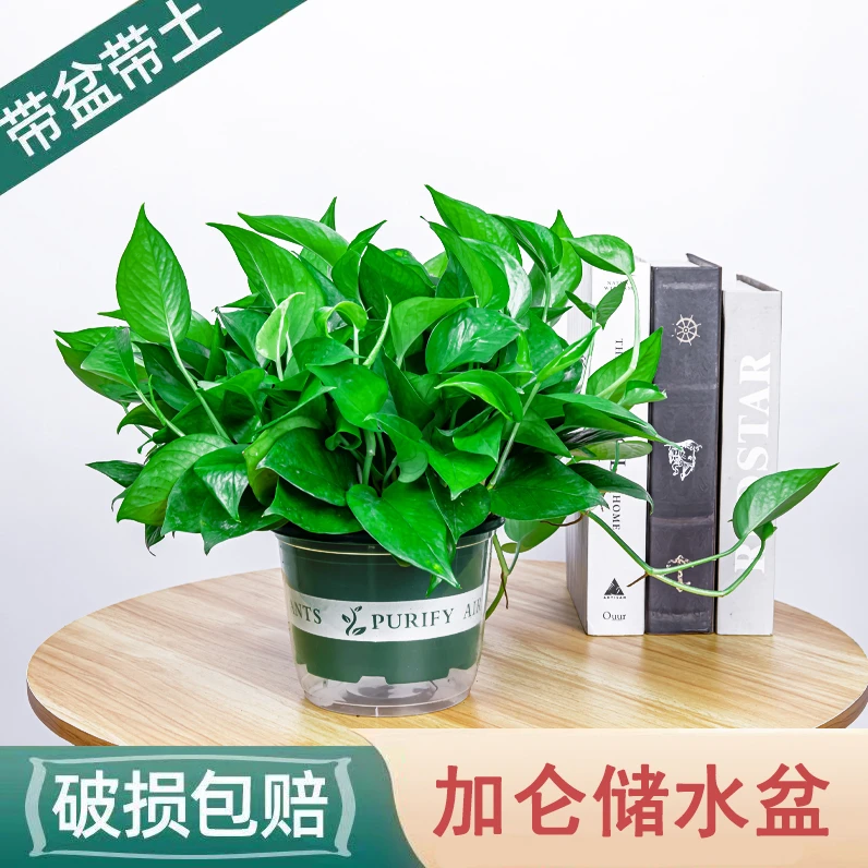 绿萝盆栽室内净化空气大叶四季常青绿箩阳台花卉除甲醛办公室绿植