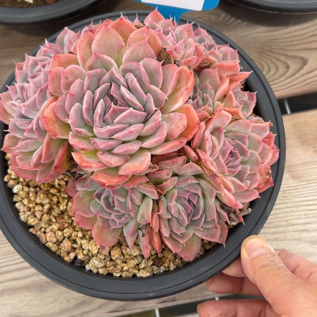 港*1226肉多么咯肉多哦多哦