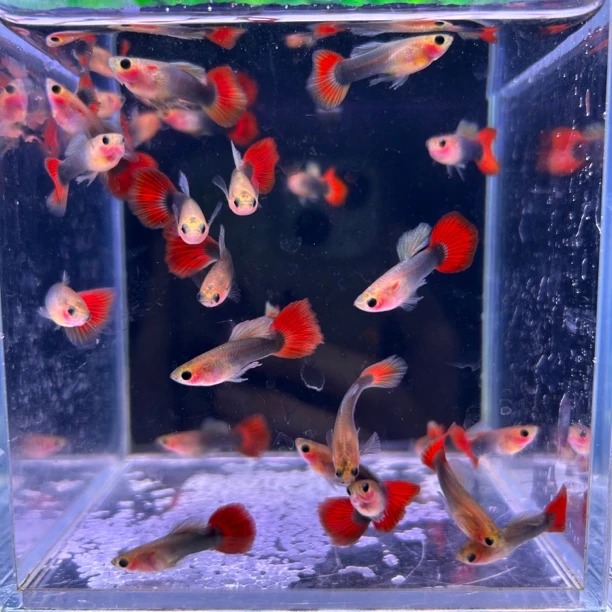 福利蓝礼服玻璃猫红尾公母随机（进缸不包损）