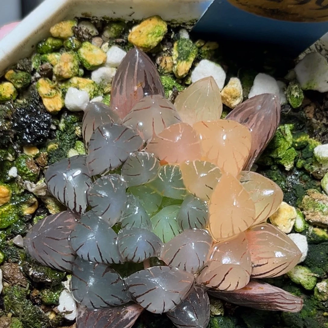 恭喜发财大吉大利0299