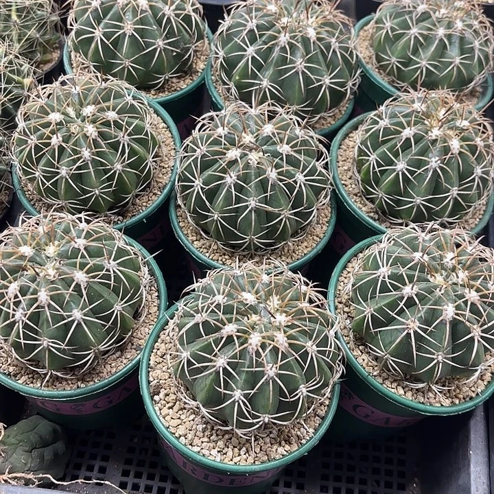 卷云加仑盆随机一盆