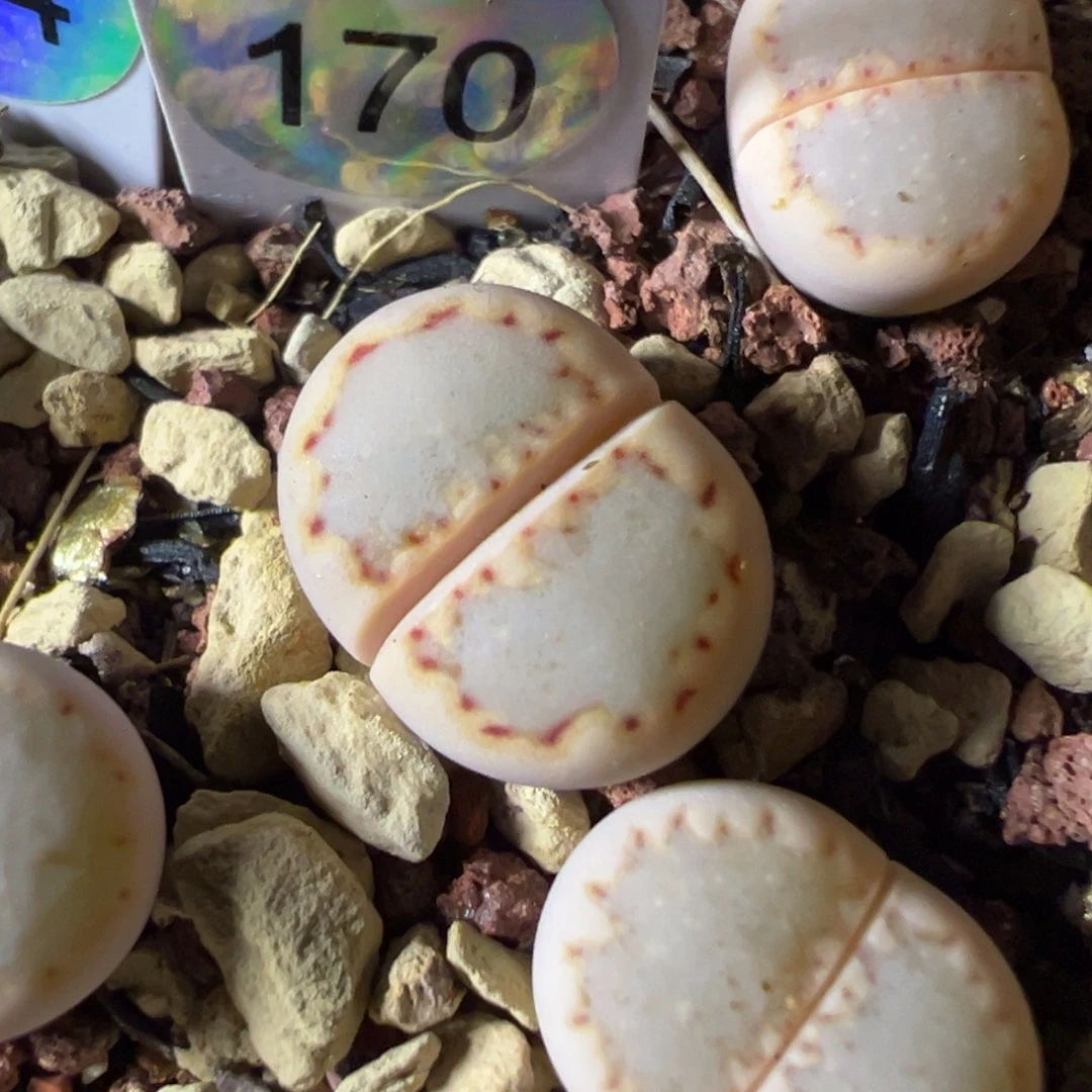 优选蓝底饼干母本一物一拍