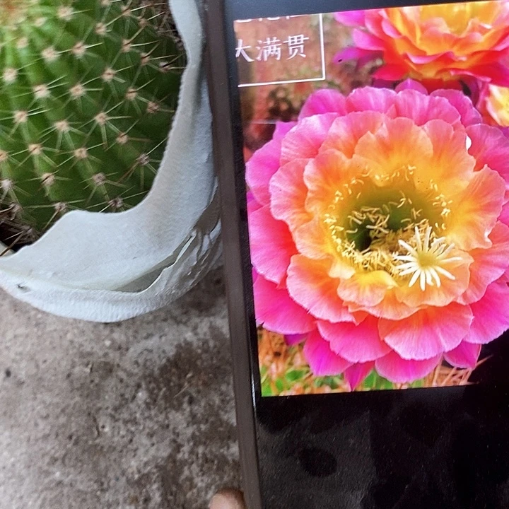大满贯毛花，高5-8公分左右