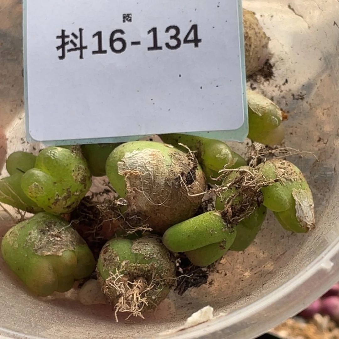 阿***啦16-134毛毛多肉植物