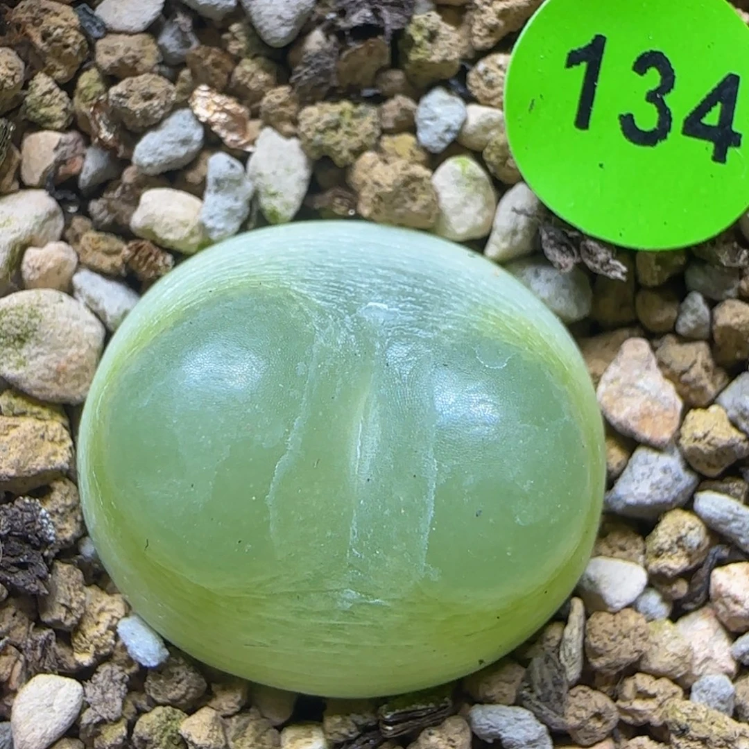 拉登1.9+多肉植物134