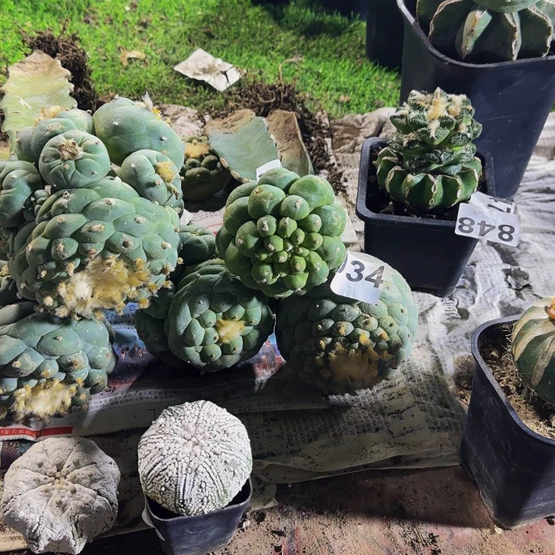 s***i两个仙934仙人球开花