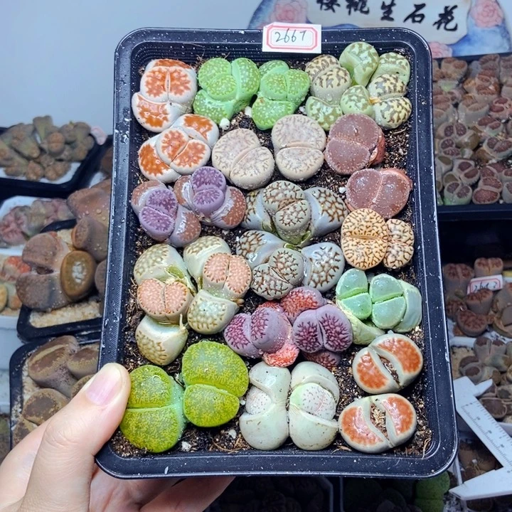 h*w樱桃爱妃们的美肉