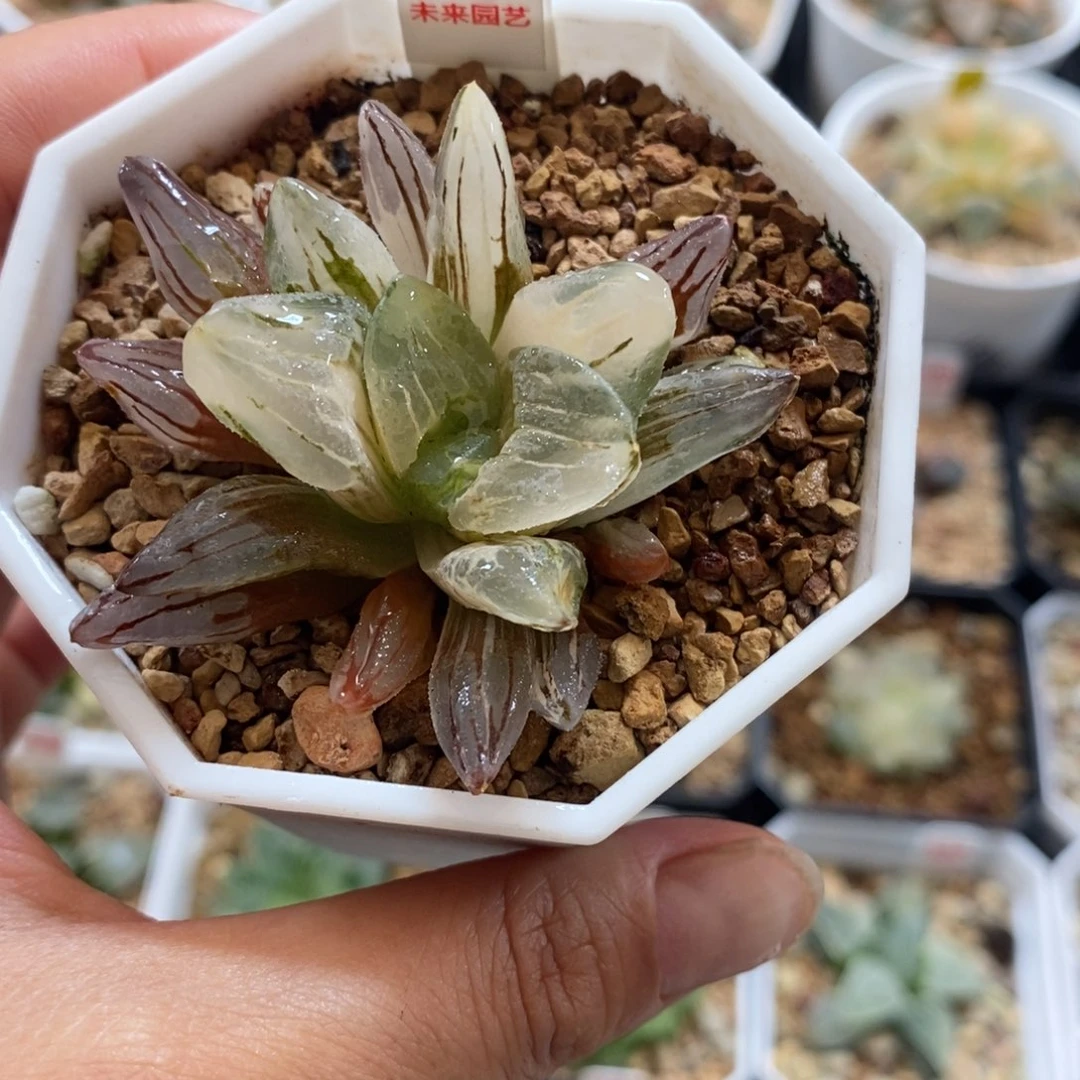 545冰城寿锦一物一拍