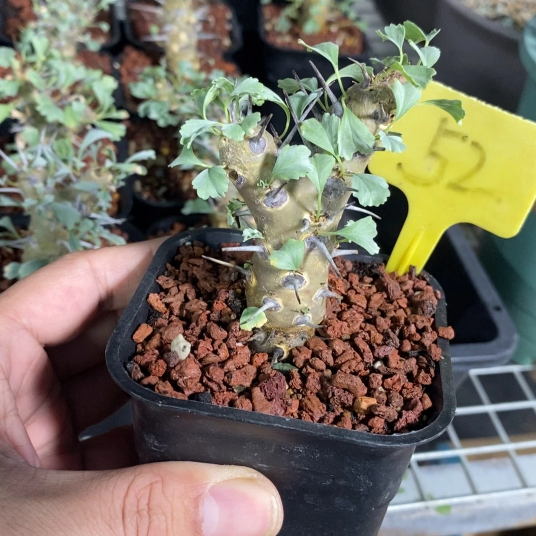 产地格斯龙骨奎一个多肉