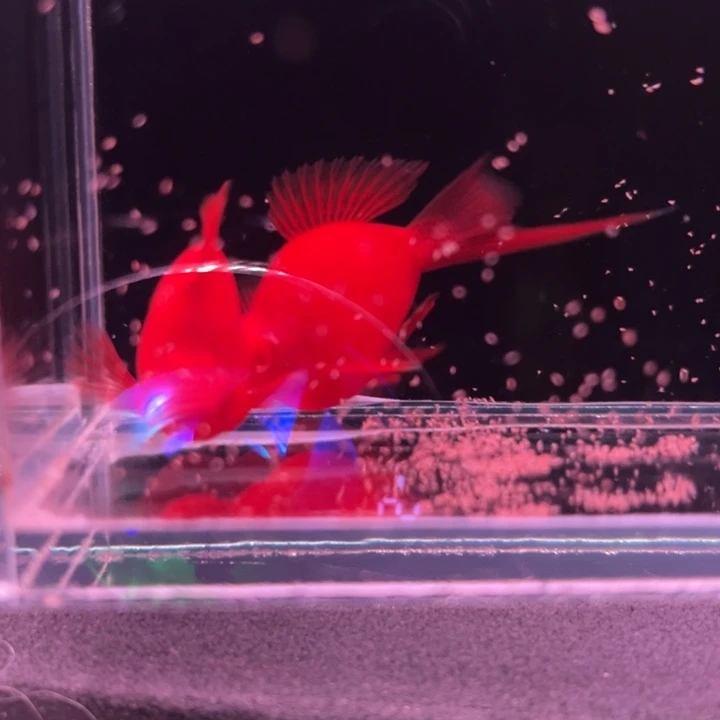 孔雀鱼红箭球成鱼1对
