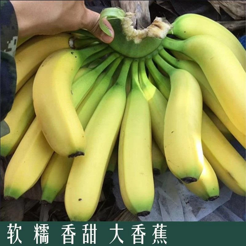 云南生态香蕉高山香蕉