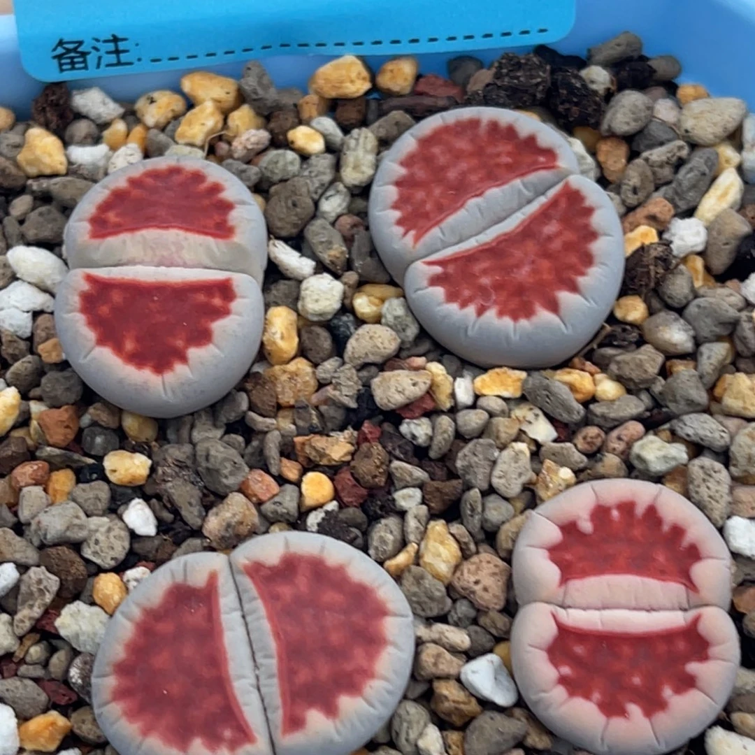 7699红窗四颗。