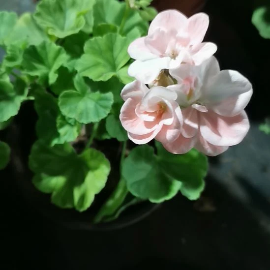 当前无花朵，栽培后可花朵幸福