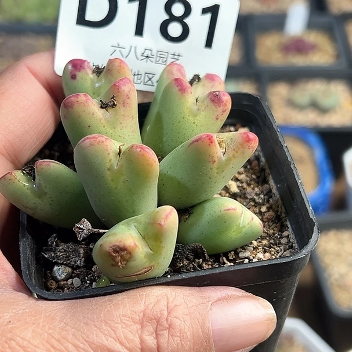 9头特价大将多肉