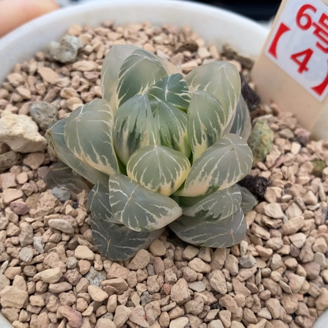 6号糊斑水晶x冰川