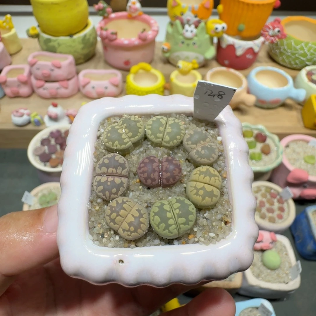 蘑菇210大牙彩拼大牙