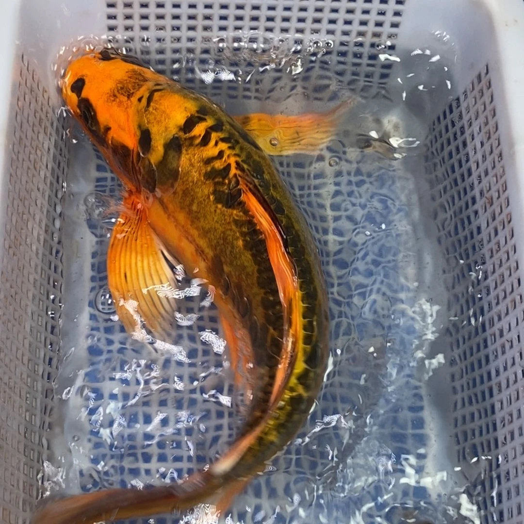 锦鲤冷水锦鲤包邮