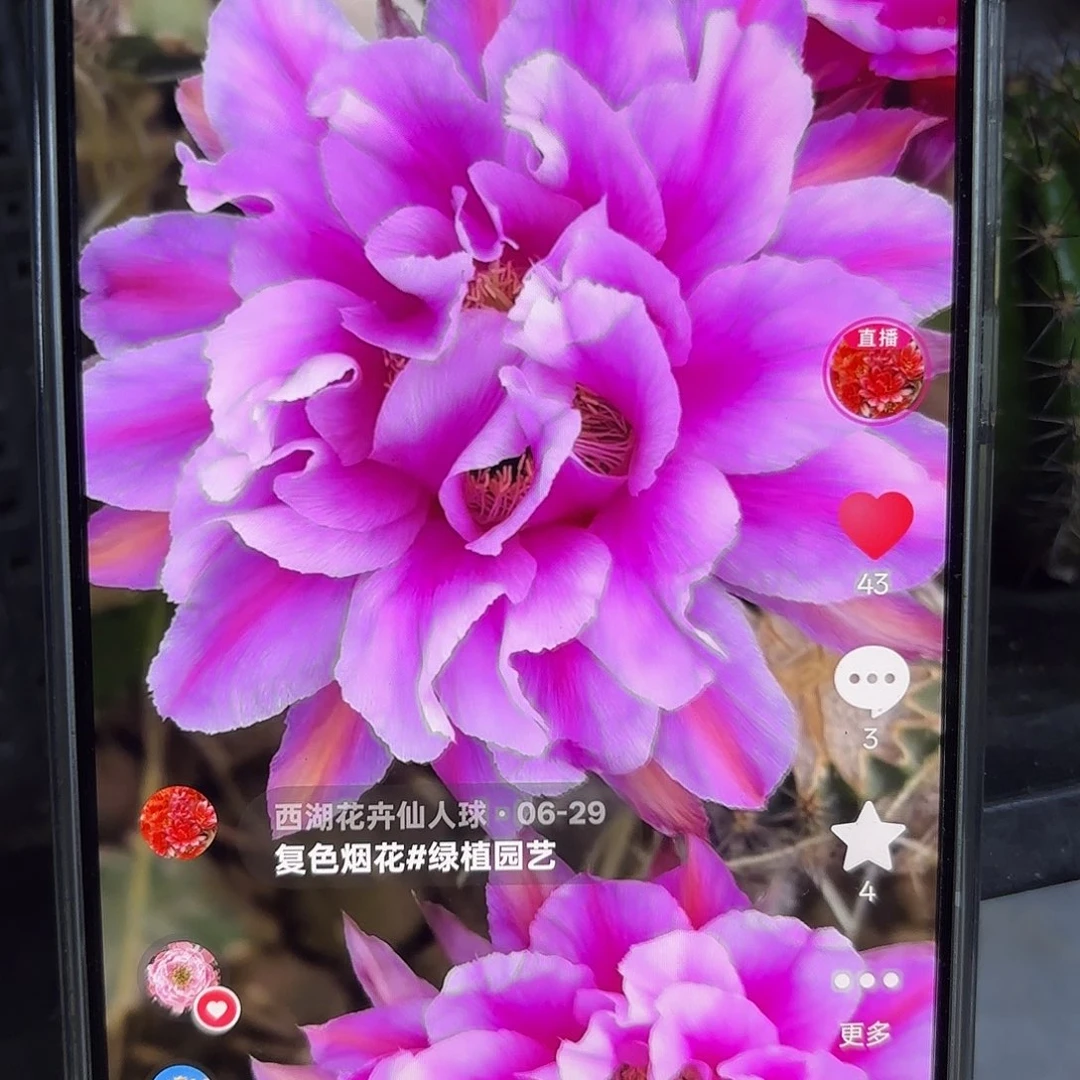 烟花彩侧牙20包邮17