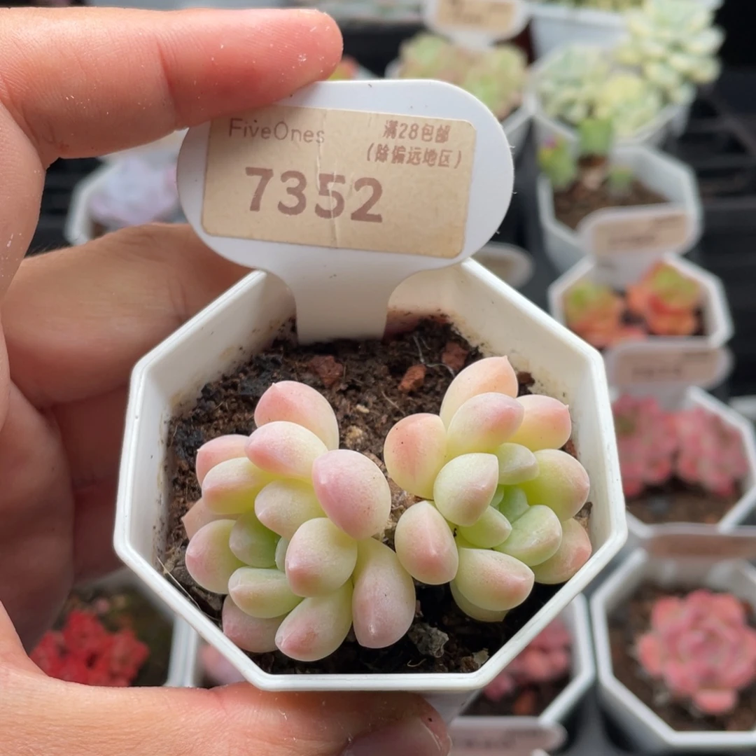 奶糖7352-5.5厘米