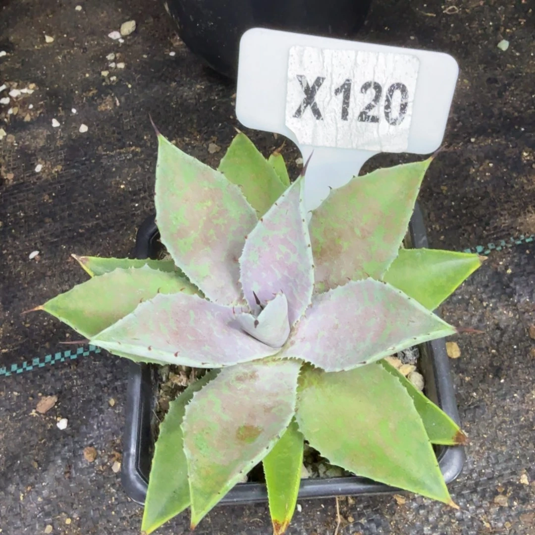 福利血蟹一颗脱土发