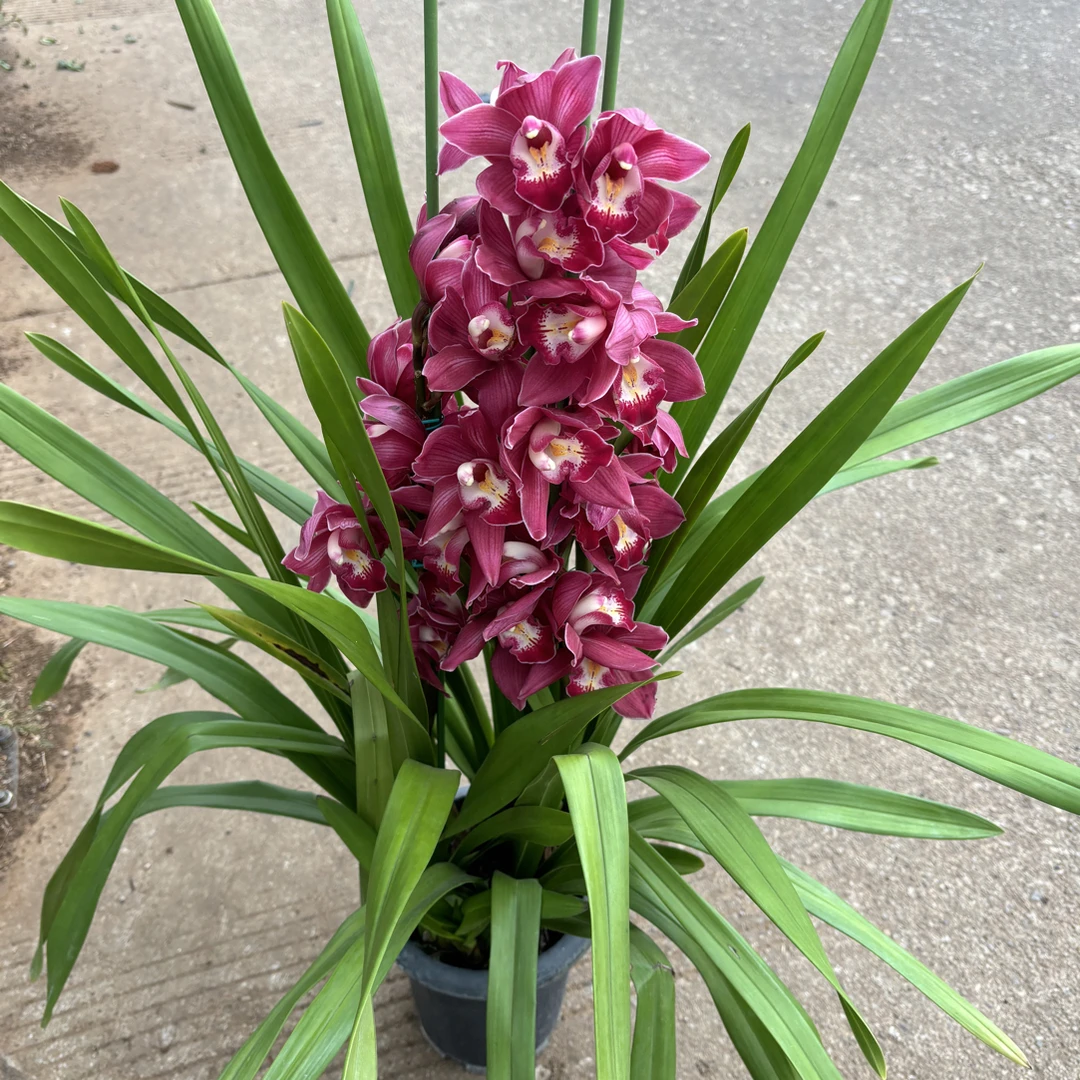 大花蕙兰——火鸟(0度以下拍保温不拍保温冻坏不售后)