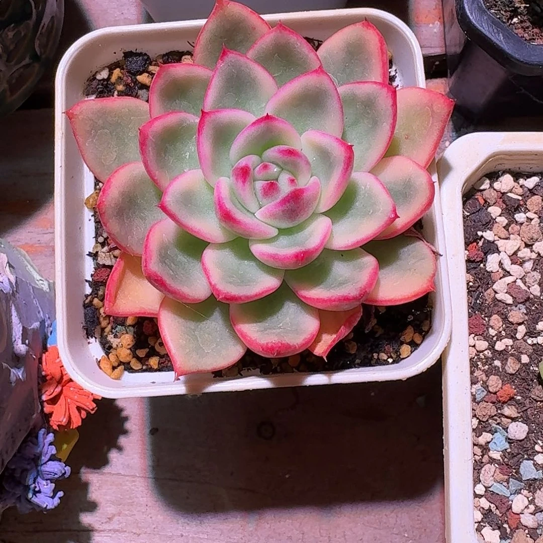 朱碧锦多肉多肉多肉多肉