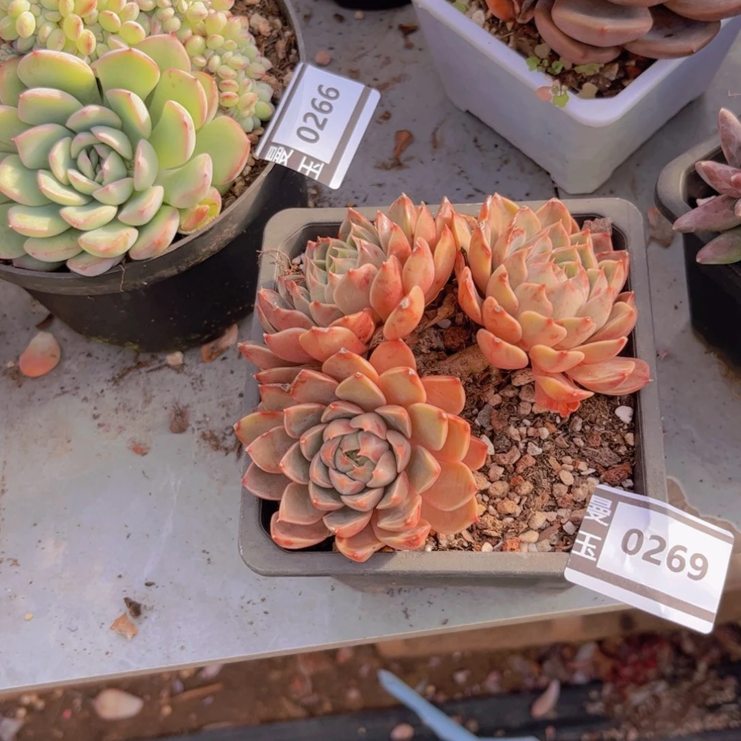 玫瑰夫人多肉植物0269