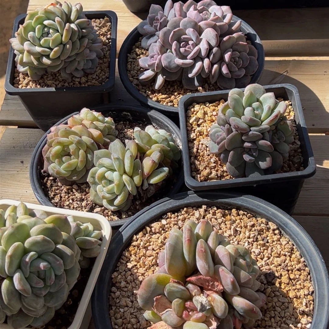 新年快乐 新年快乐