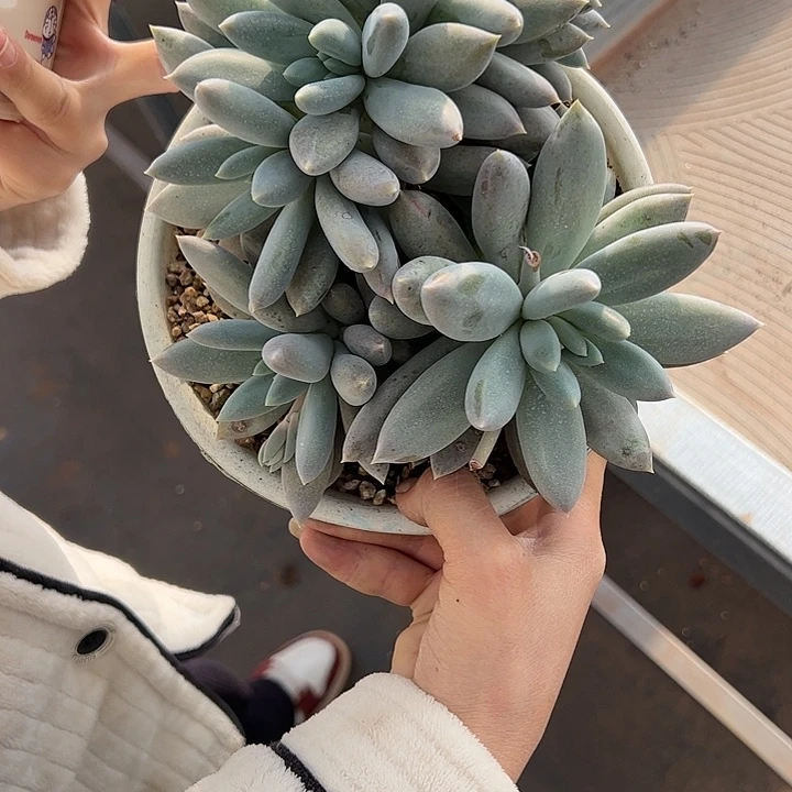 【闪购商品】哥特群
