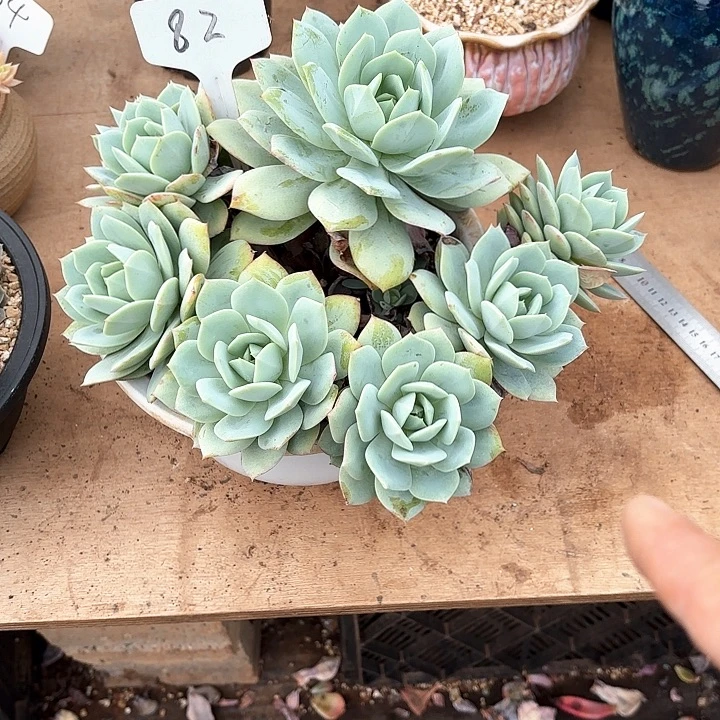 多肉植物，恋曲82号
