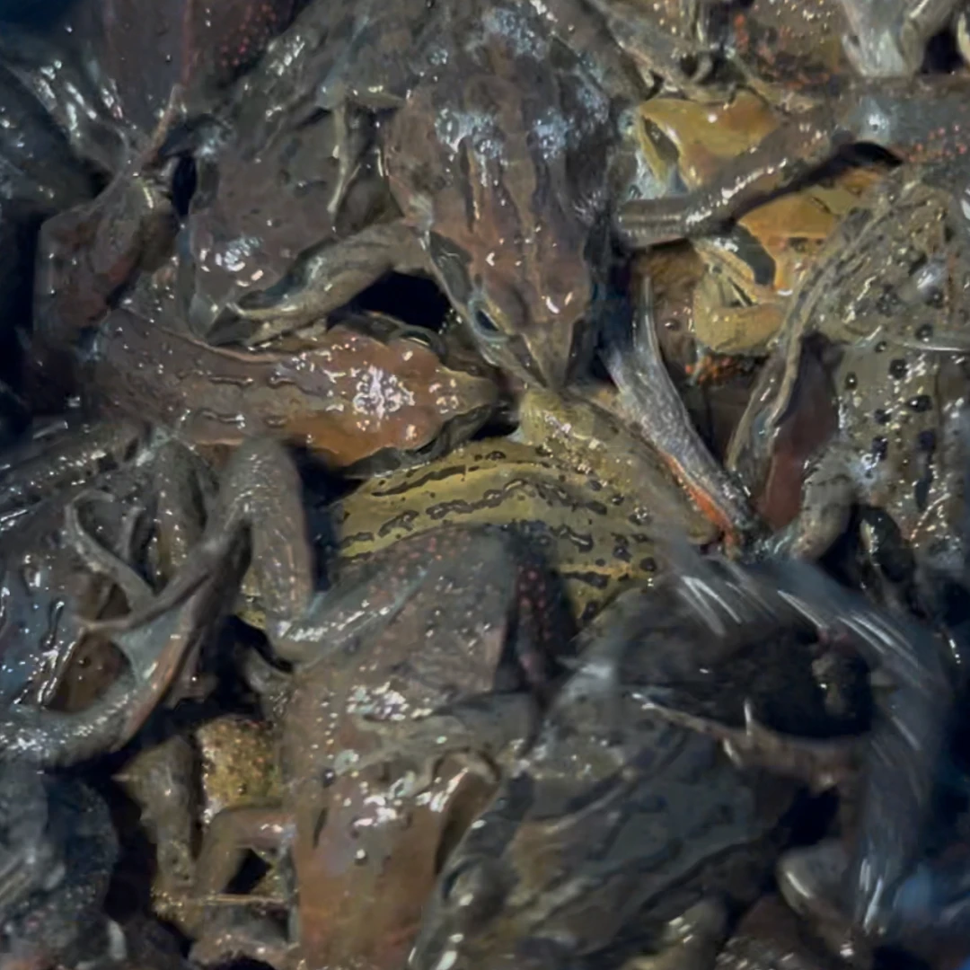 特产公母一收一单3斤赠送一斤到手4斤