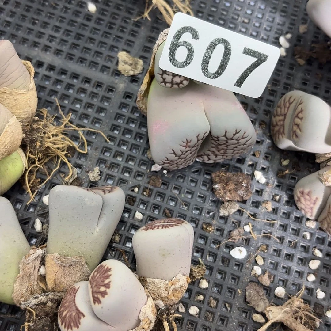 生石花一物一拍607