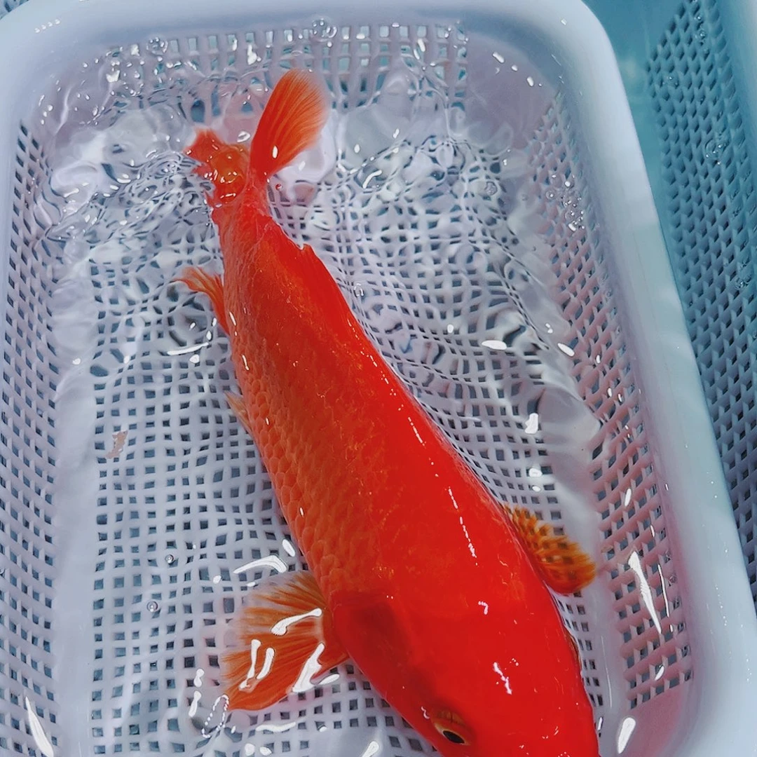 锦鲤锦鲤冷水鱼观赏103