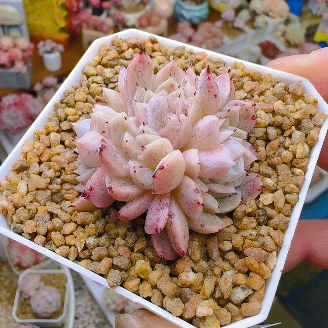 爪钻，044、仙农出品