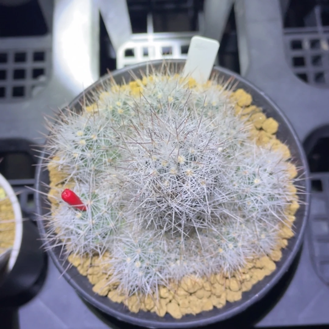 岚之秀     折后价