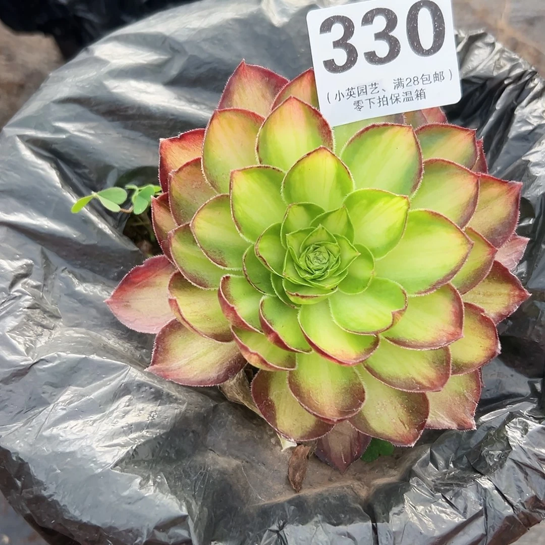 多肉植物330赤焰法师